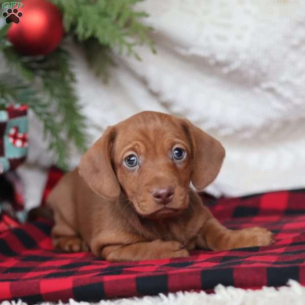 Rudolph, Dachshund Puppy